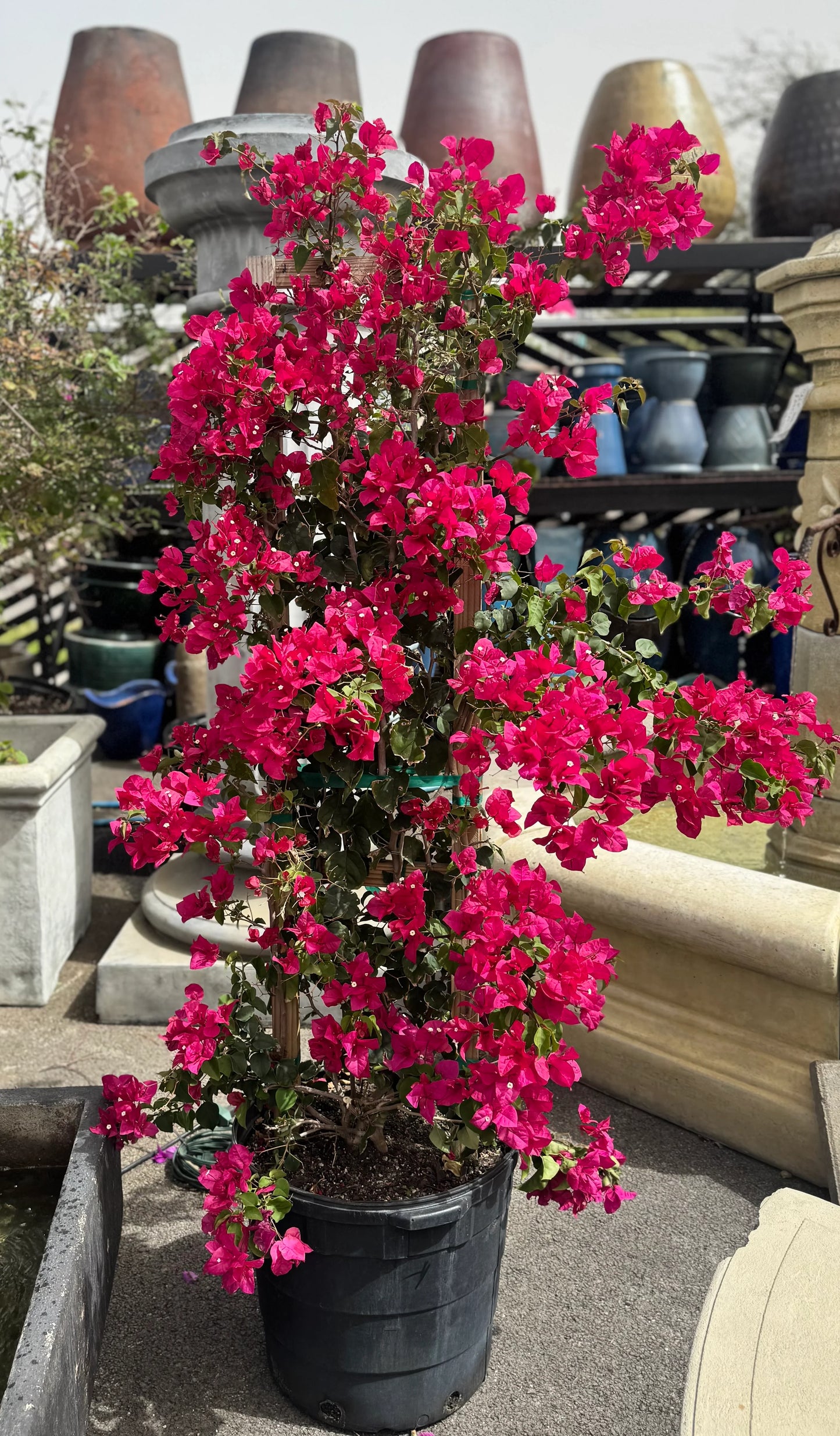 25 Gallon Trellis
