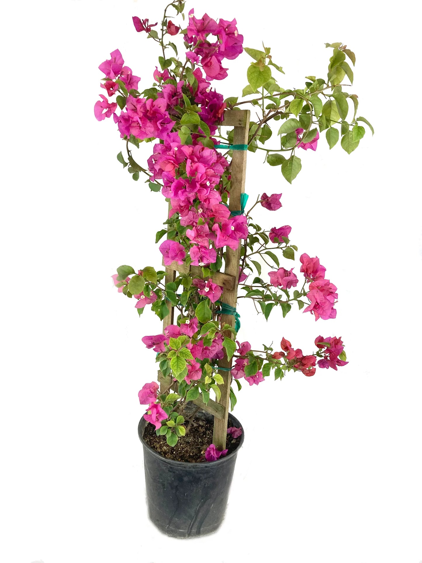 5 Gallon Trellis