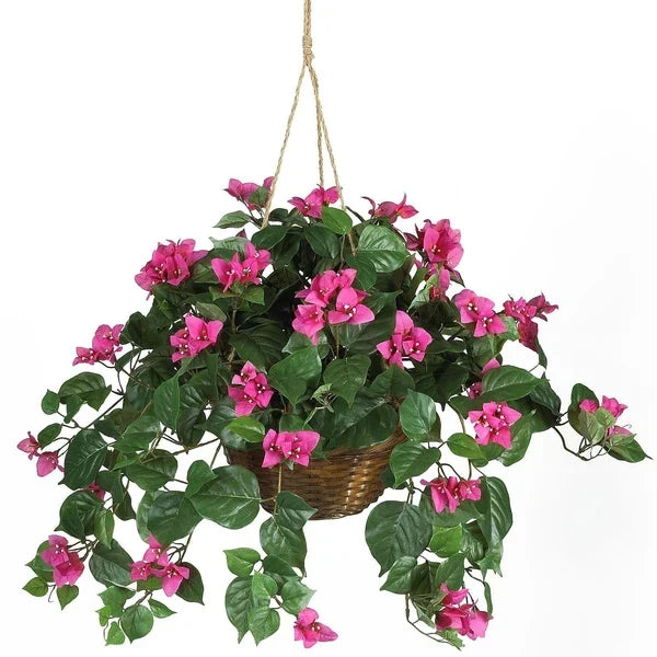 Indoor vs. Outdoor Bromeliads: What Works Best in the Florida Climate?