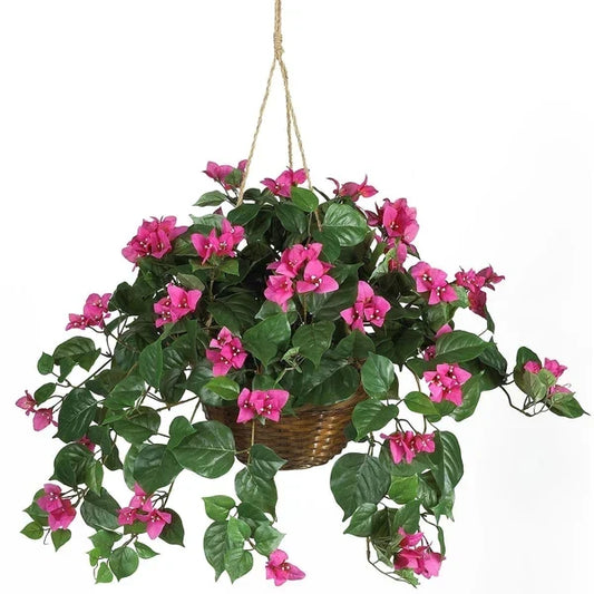 Indoor vs. Outdoor Bromeliads: What Works Best in the Florida Climate?