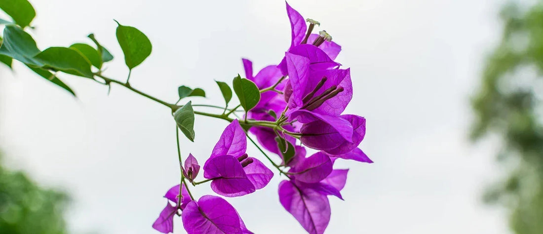 Bougainvillea and Bromeliads