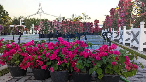 Cielo Farms Nursery — The Hidden Gem Plant Nursery in Southwest Ranches, FL