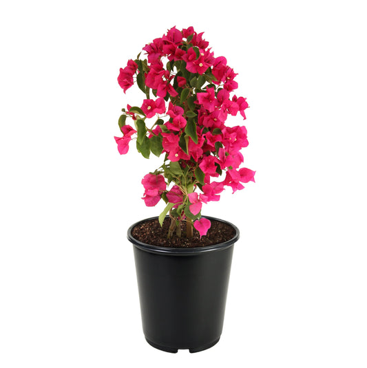 2.5 Quarts Bougainvillea