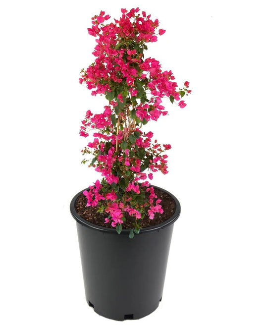 5 Gallon Bush