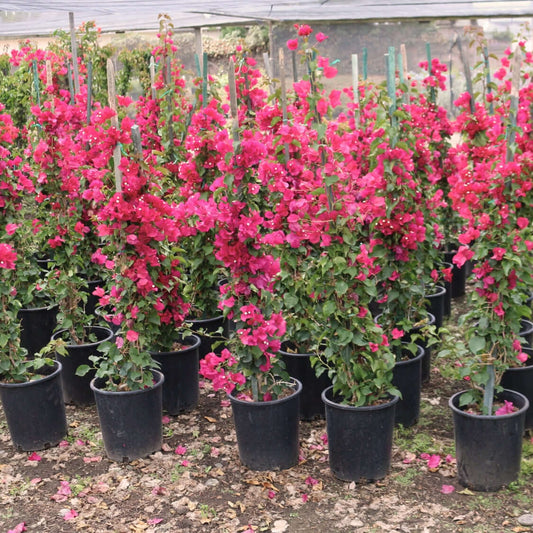 10 Gallon Bush