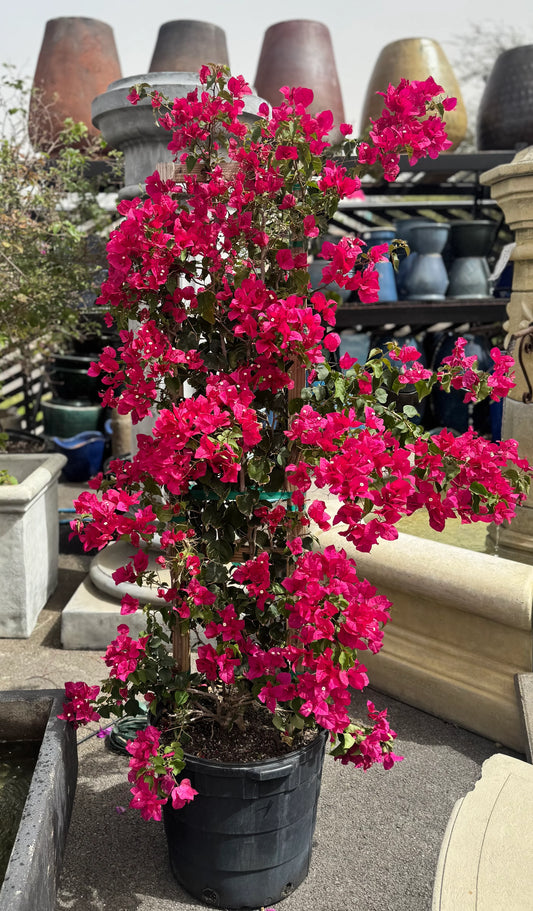 25 Gallon Trellis