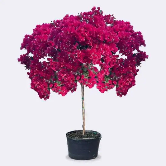 25 Gallon Patio Tree