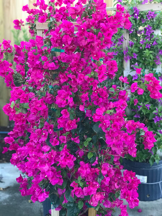 10 Gallon Trellis