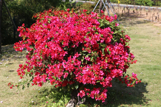 15 Gallon Bush