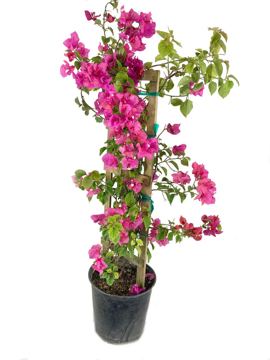 15 Gallon Trellis