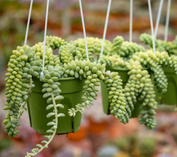 Burro’s Tail