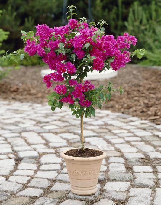 10 Gallon Patio Tree