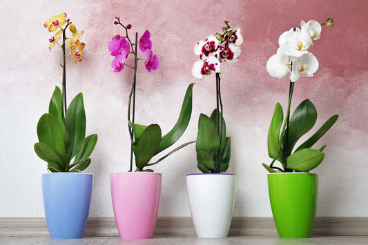 Indoor Plants (Bromelias & Orchids)